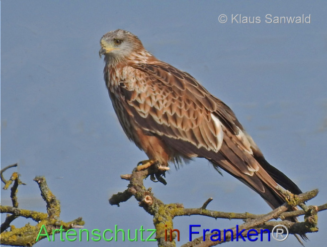 © Artenschutz in Franken® / Klaus Sanwald Bild zum Eintrag (1119270-160)