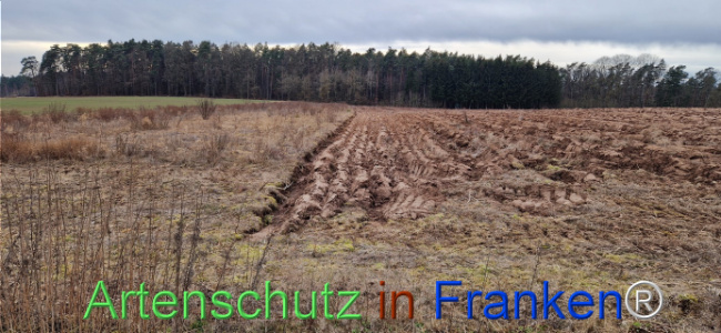 © Artenschutz in Franken® Bild zum Eintrag (1119302-160)