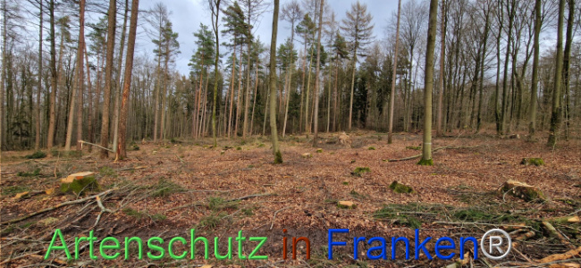 © Artenschutz in Franken® Bild zum Eintrag (1119474-160)