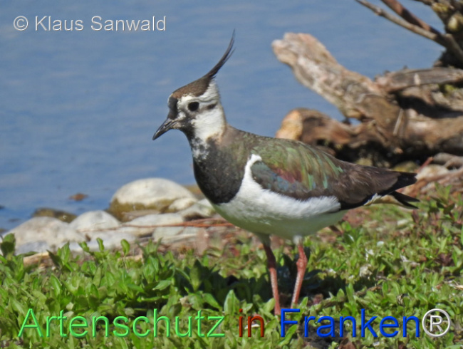 © Artenschutz in Franken® / Klaus Sanwald Bild zum Eintrag (1119547-160)