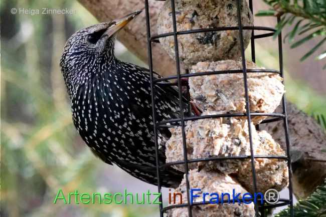 © Artenschutz in Franken® / Helga Zinnecker Bild zum Eintrag (1119861-160)