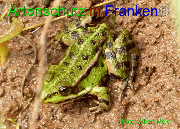 © Artenschutz in Franken® / Albert Meier Bild zum Eintrag (1120228-160)