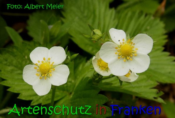 © Artenschutz in Franken® / Albert Meier Bild zum Eintrag (1120400-160)