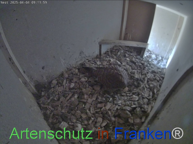 © Artenschutz in Franken® Bild zum Eintrag (1120755-160)