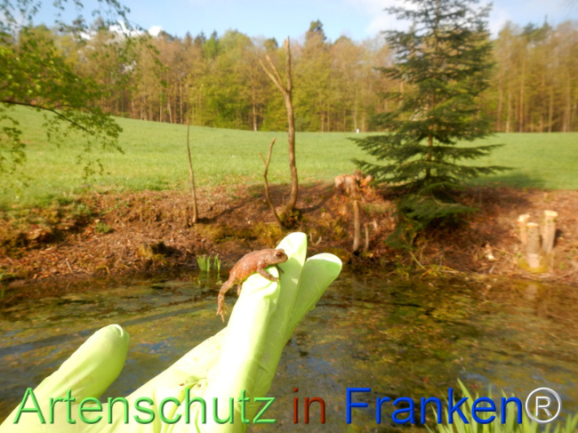 Bild zum Eintrag (1120769-160)