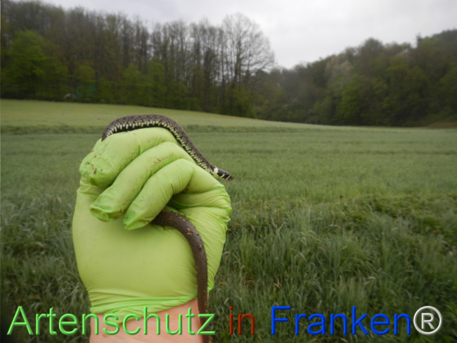 Bild zum Eintrag (1120884-160)