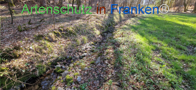 © Artenschutz in Franken® Bild zum Eintrag (1121036-160)
