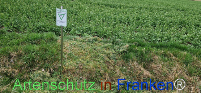 © Artenschutz in Franken® Bild zum Eintrag (1121104-160)
