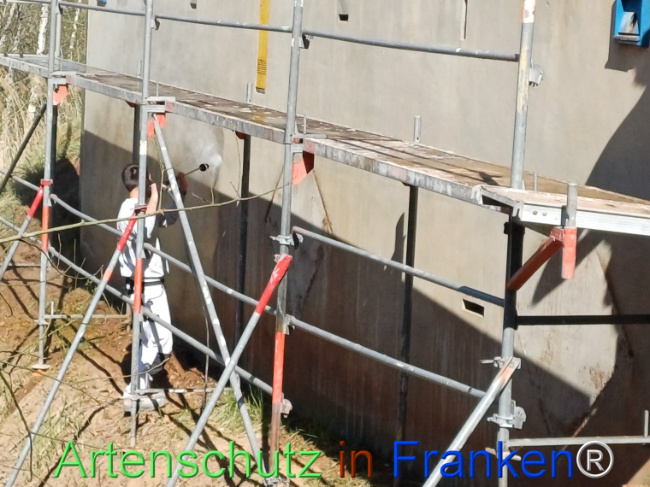 © Artenschutz in Franken® Bild zum Eintrag (1121128-160)