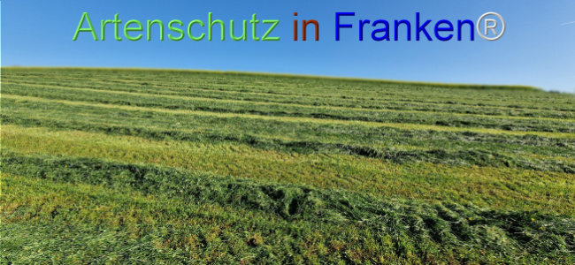 © Artenschutz in Franken® Bild zum Eintrag (1121263-160)