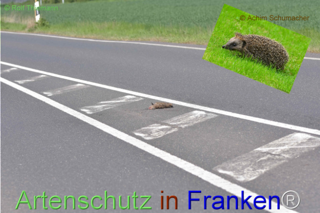 © Artenschutz in Franken® - Schumacher / Thiemann Bild zum Eintrag (1121267-160)