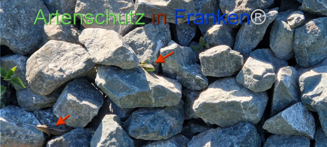 © Artenschutz in Franken® Bild zum Eintrag (1121325-160)