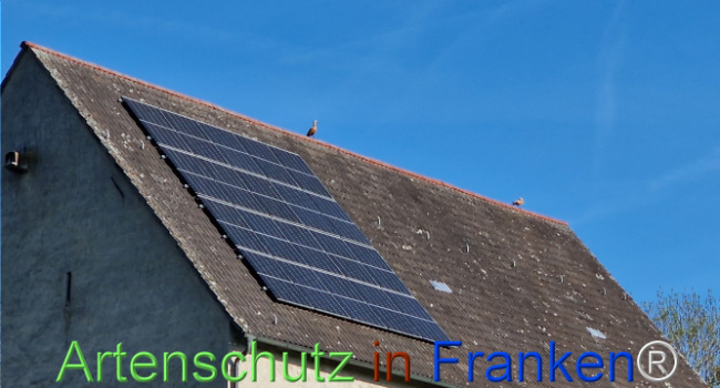 © Artenschutz in Franken® Bild zum Eintrag (1121337-160)