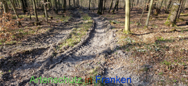 © Artenschutz in Franken® Bild zum Eintrag (1121422-160)