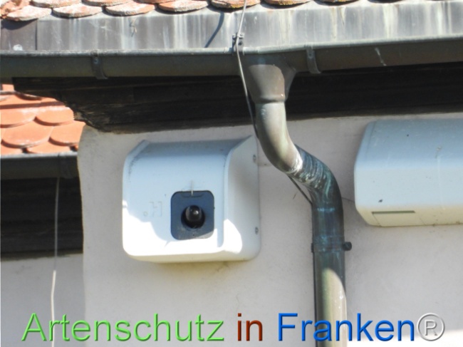 © Artenschutz in Franken® Bild zum Eintrag (1121452-160)