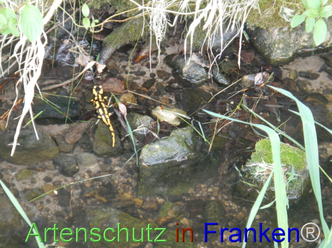 © Artenschutz in Franken® Bild zum Eintrag (1121513-160)
