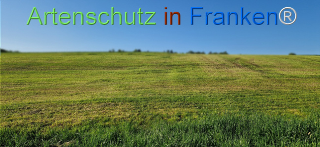 © Artenschutz in Franken® Bild zum Eintrag (1121533-160)