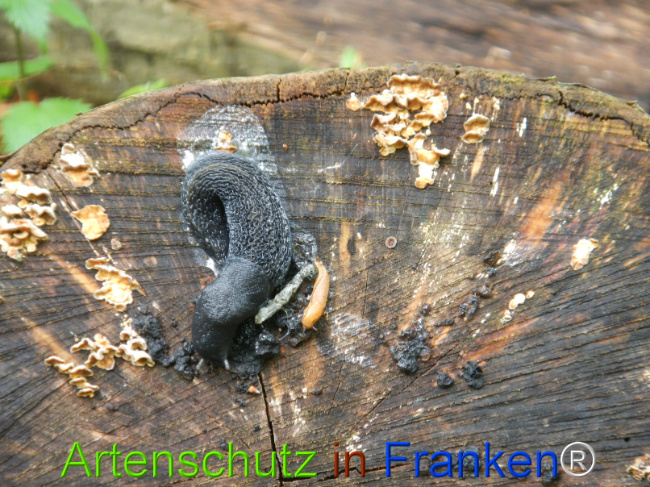 © Artenschutz in Franken® Bild zum Eintrag (1121605-160)