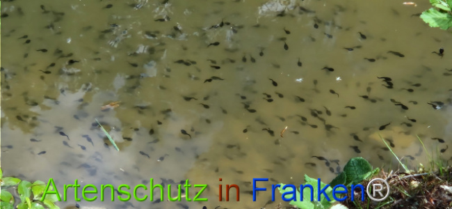 © Artenschutz in Franken® Bild zum Eintrag (1121615-160)