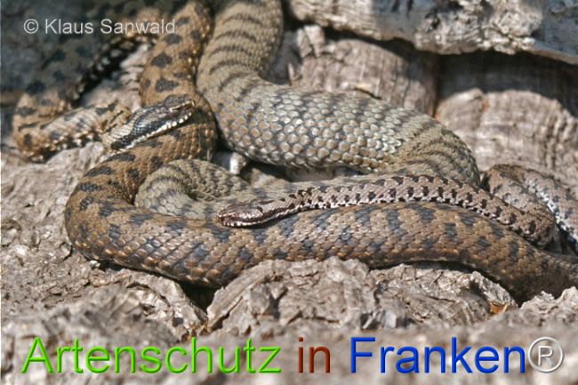 © Artenschutz in Franken® / Klaus Sanwald Bild zum Eintrag (1121712-160)