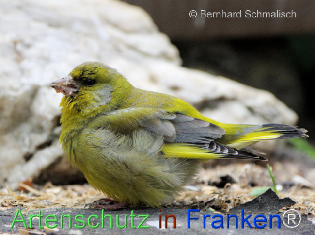 © Artenschutz in Franken® / Bernhard Schmalisch Bild zum Eintrag (1121745-160)