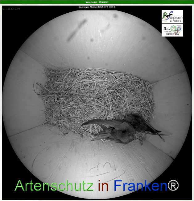 © Artenschutz in Franken® Bild zum Eintrag (1121801-160)