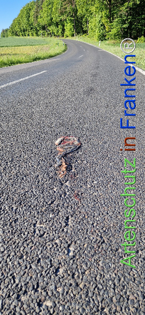 © Artenschutz in Franken® Bild zum Eintrag (1121839-160)