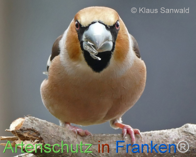 © Artenschutz in Franken® / Klaus Sanwald Bild zum Eintrag (1121979-160)