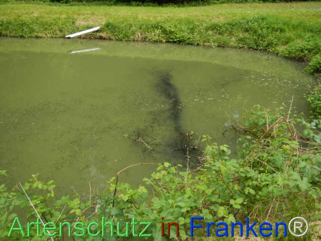 © Artenschutz in Franken® Bild zum Eintrag (1122143-160)