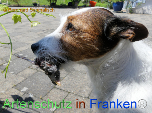 © Artenschutz in Franken® / Bernhard Schmalisch Bild zum Eintrag (1122179-160)