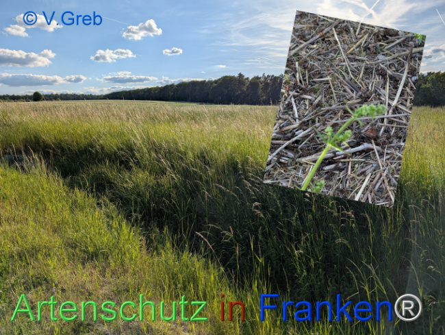 © Artenschutz in Franken® / Greb Bild zum Eintrag (1122246-160)