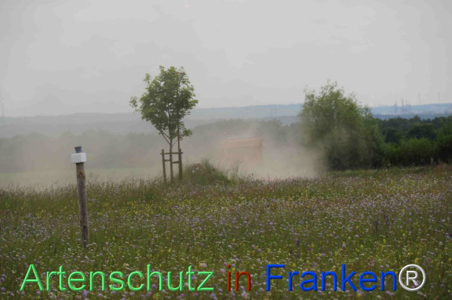 © Artenschutz in Franken® Bild zum Eintrag (1122357-160)