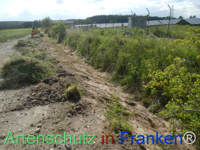 © Artenschutz in Franken® Bild zum Eintrag (1122402-160)