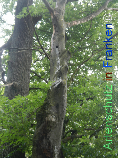 © Artenschutz in Franken® Bild zum Eintrag (1122435-160)