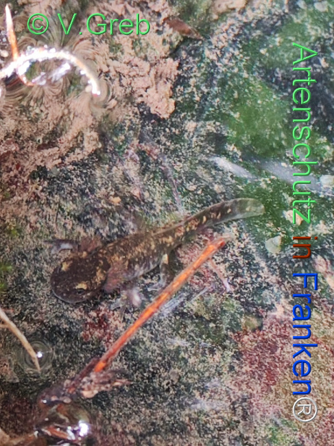 © Artenschutz in Franken® / Greb Bild zum Eintrag (1122442-160)