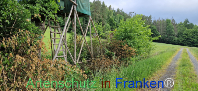 © Artenschutz in Franken® Bild zum Eintrag (1122469-160)