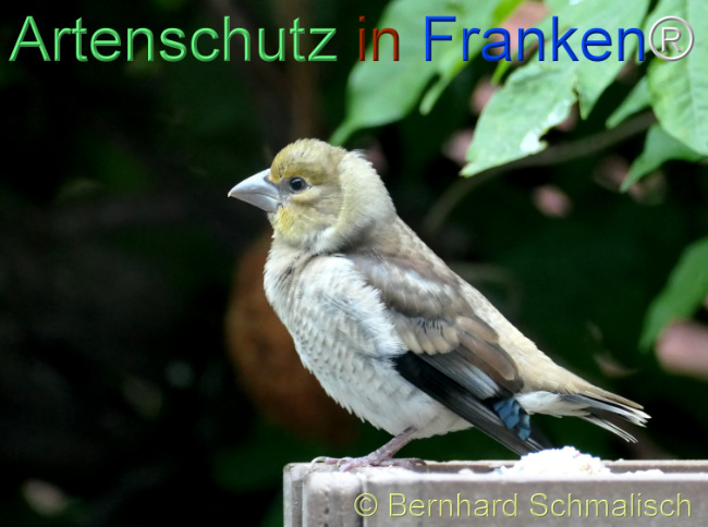 © Artenschutz in Franken® / Bernhard Schmalisch Bild zum Eintrag (1122581-160)