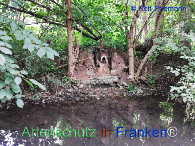 © Artenschutz in Franken® / Rolf Thiemann Bild zum Eintrag (1122620-160)