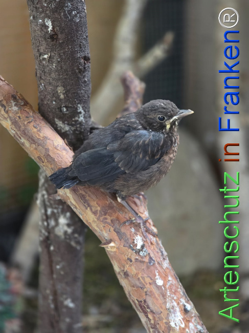 © Artenschutz in Franken® / Großkopf Bild zum Eintrag (1122647-160)