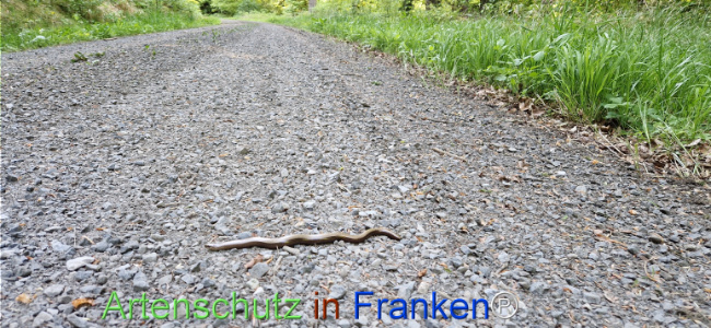 © Artenschutz in Franken® Bild zum Eintrag (1122947-160)