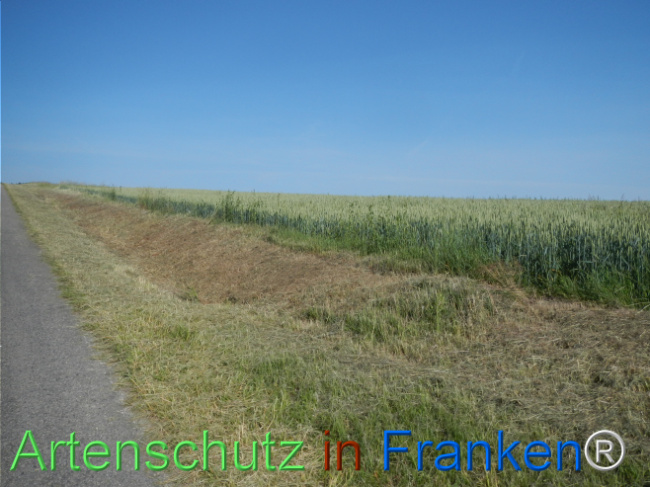 © Artenschutz in Franken® Bild zum Eintrag (1123306-160)