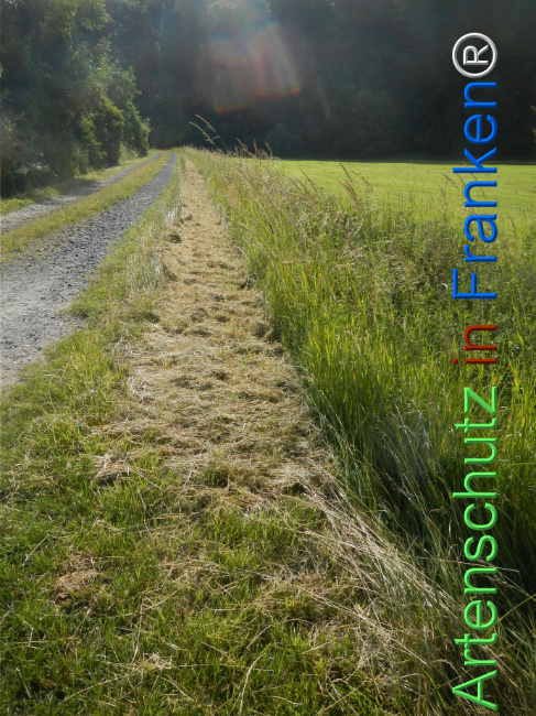 © Artenschutz in Franken® Bild zum Eintrag (1123308-160)
