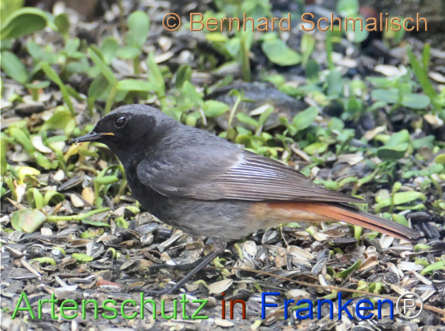 © Artenschutz in Franken® / Bernhard Schmalisch Bild zum Eintrag (1123644-160)