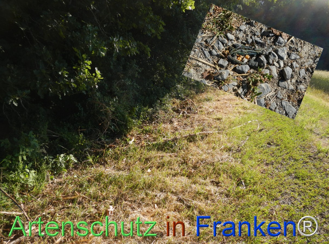 © Artenschutz in Franken® Bild zum Eintrag (1123744-160)