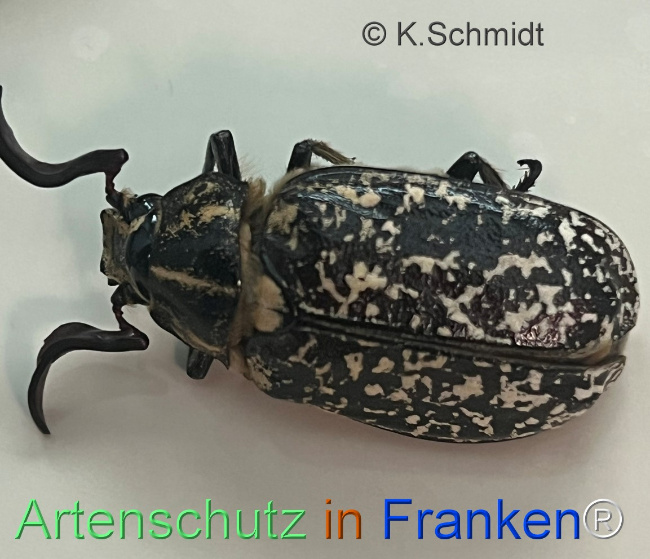 © Artenschutz in Franken® / K. Schmidt Bild zum Eintrag (1123906-160)