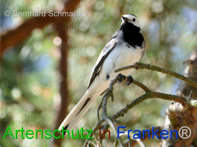 © Artenschutz in Franken® / Bernhard Schmalisch Bild zum Eintrag (1124008-160)