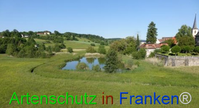 © Artenschutz in Franken® Bild zum Eintrag (1124091-160)