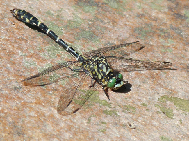 © Wolfgang Völkl Bild zum Eintrag (1124164-160)