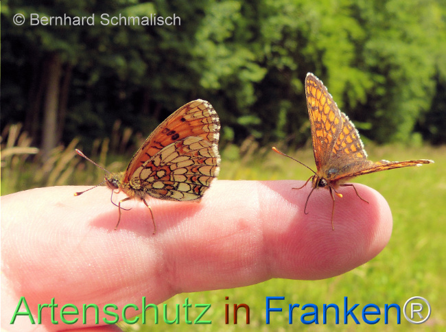© Artenschutz in Franken® / Bernhard Schmalisch Bild zum Eintrag (1124587-160)