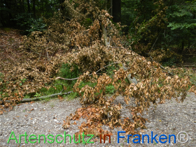 © Artenschutz in Franken® Bild zum Eintrag (1124623-160)